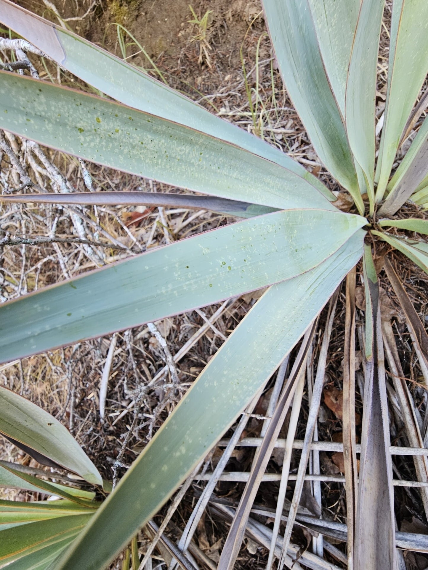 Texas Blue Yucca Native Seeds (Yucca pallida)