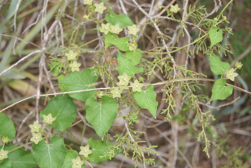 Pearl Milkweed Vine Native Seeds (Matelea reticulata)