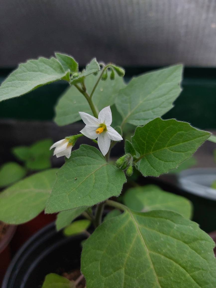 Garden Huckleberry (Solanum melanocerasum)