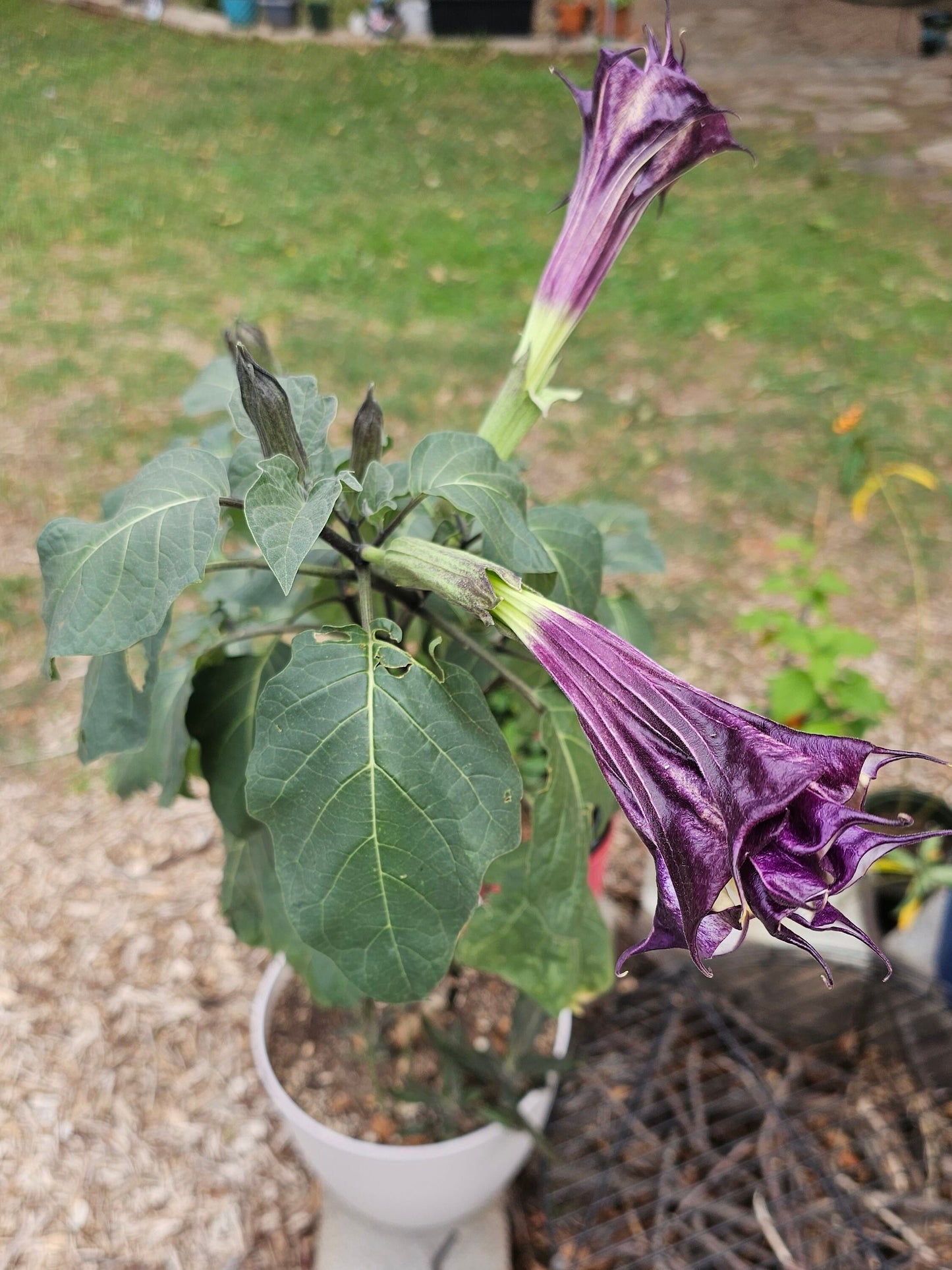 Purple Ballerina Datura