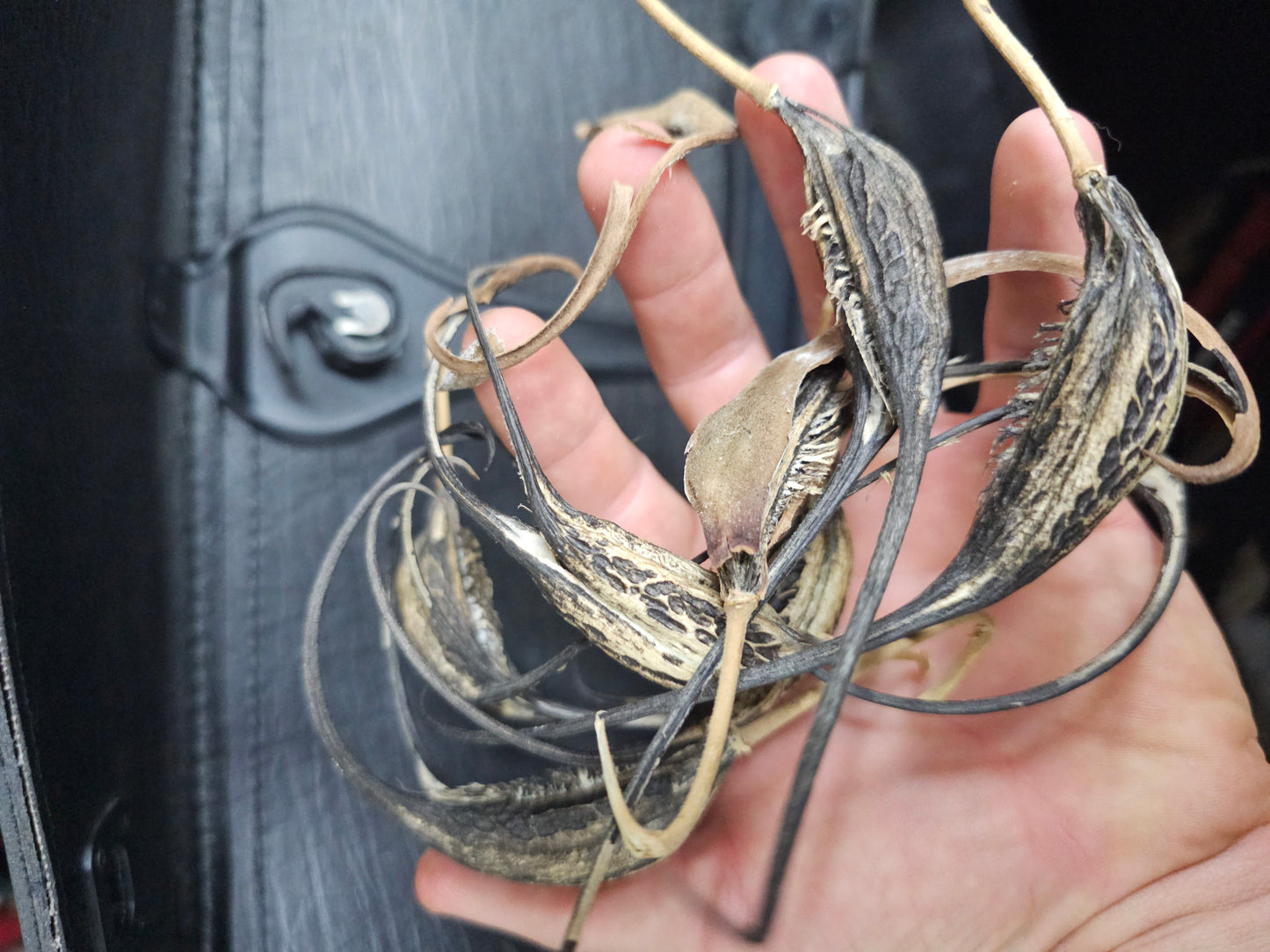 Devil's Claw Native Seeds (Proboscidea louisianica)