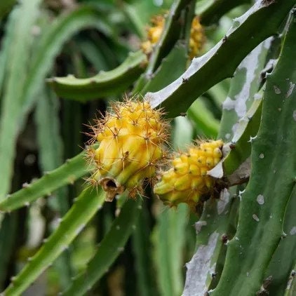 Gold Dragonfruit (Hylocereus megalanthus)