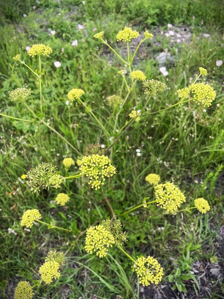 Texas Prairie Parsley Native Seeds (Polytaenia texana)