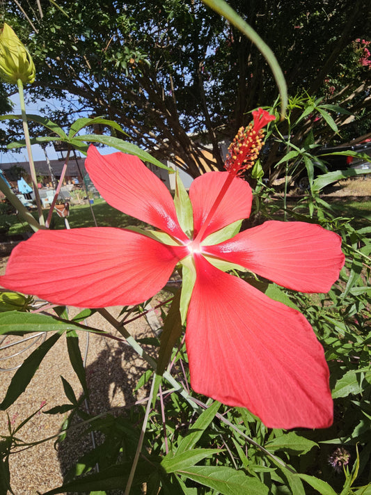 Hibiscus coccineus, Scarlet rosemallow, Texas star hibiscus growing in north texas garden