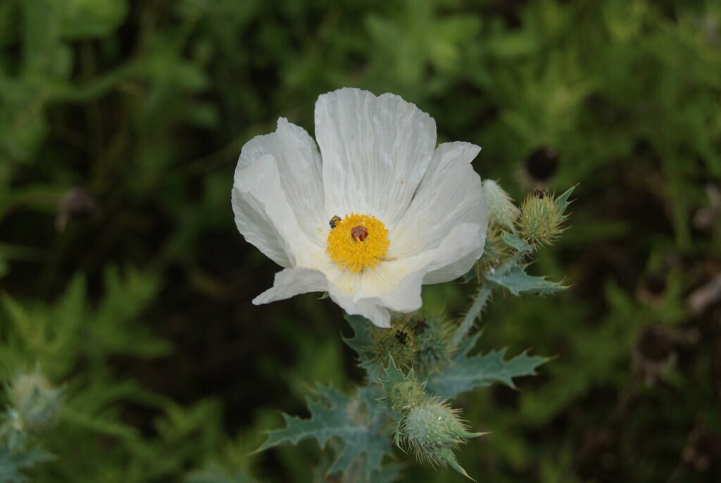 White Prickly Poppy Native Seeds (Argemone albiflora)