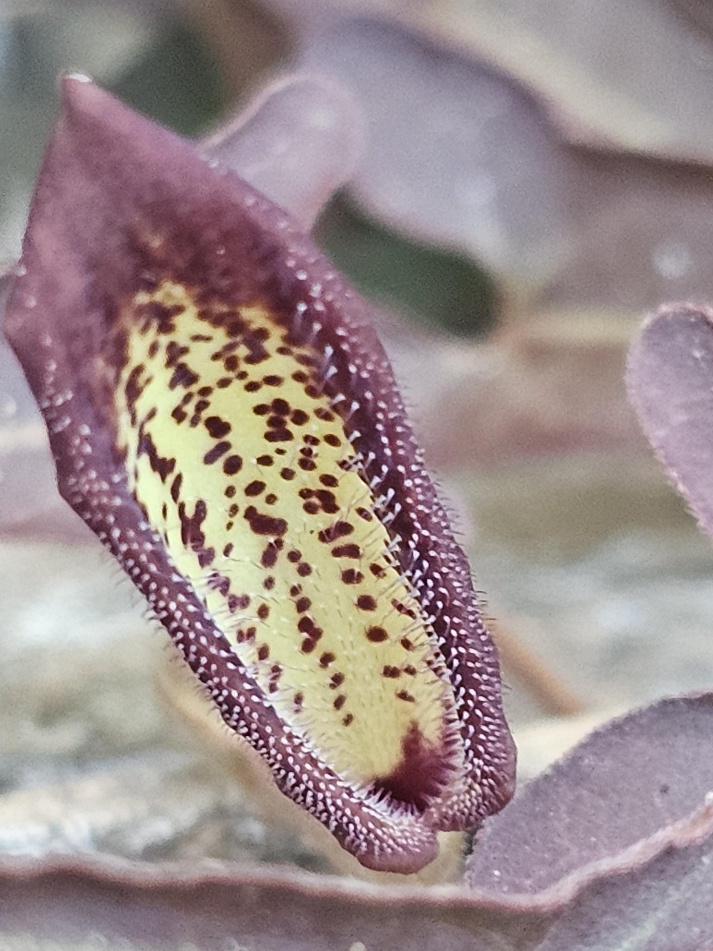 Desert Dutchman's Pipevine (Aristolochia watsonii)