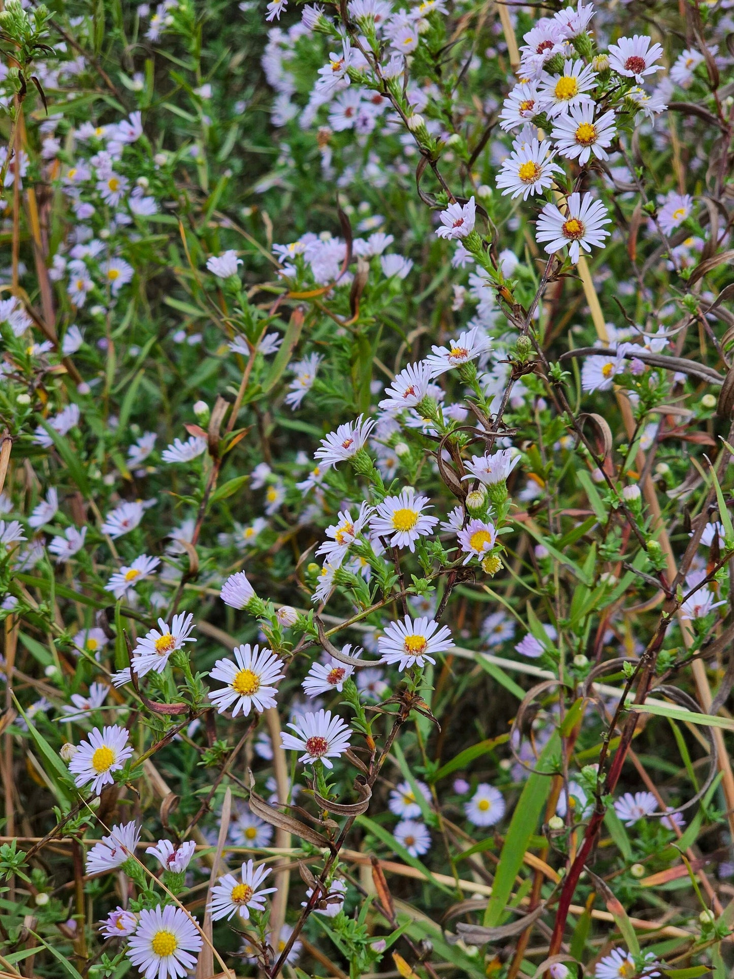 Texas Heath Aster Native Seeds (Symphyotrichum ericoides)