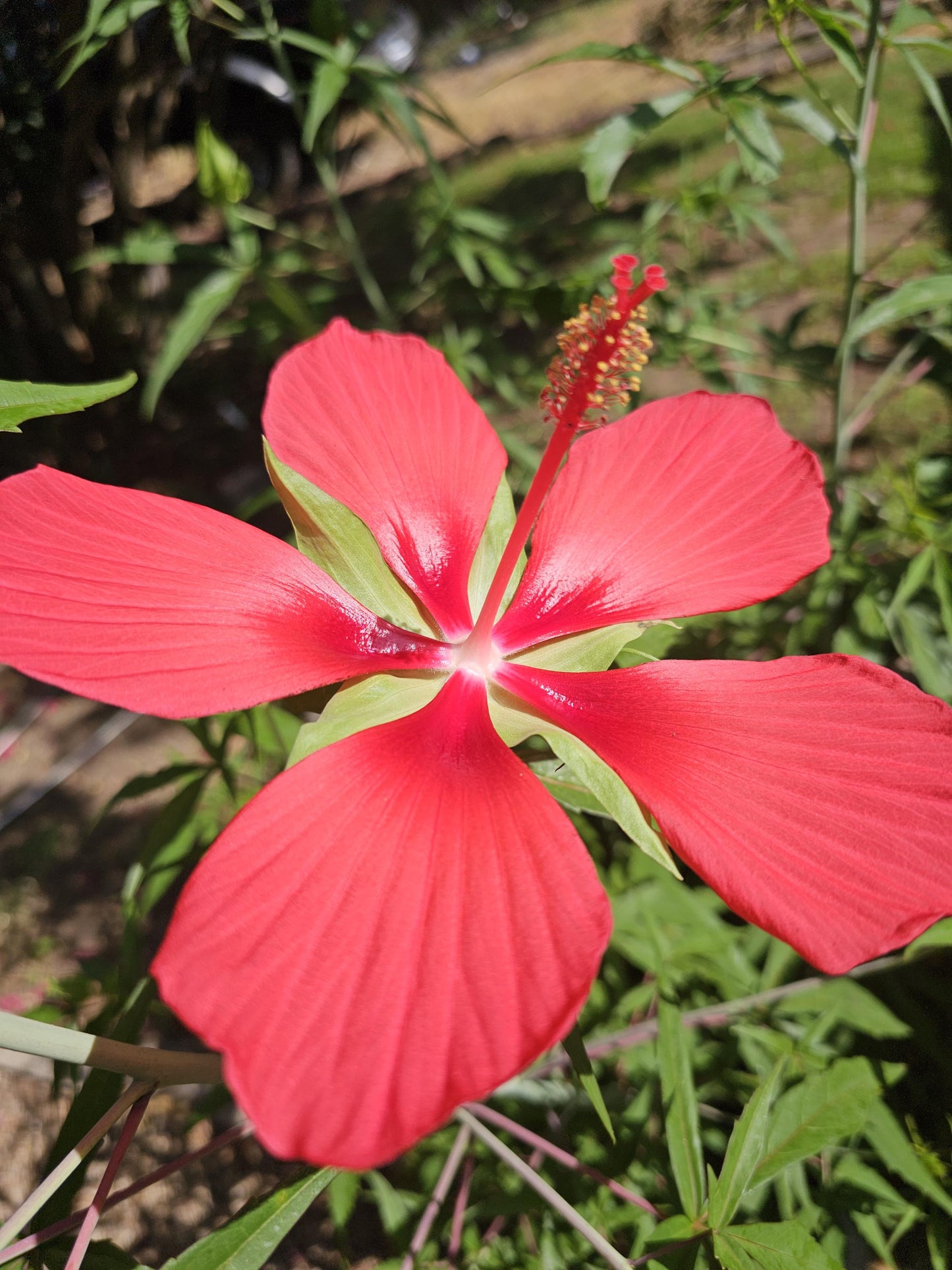 Texas Star Hibiscus Native Seeds (Hibiscus coccineus)
