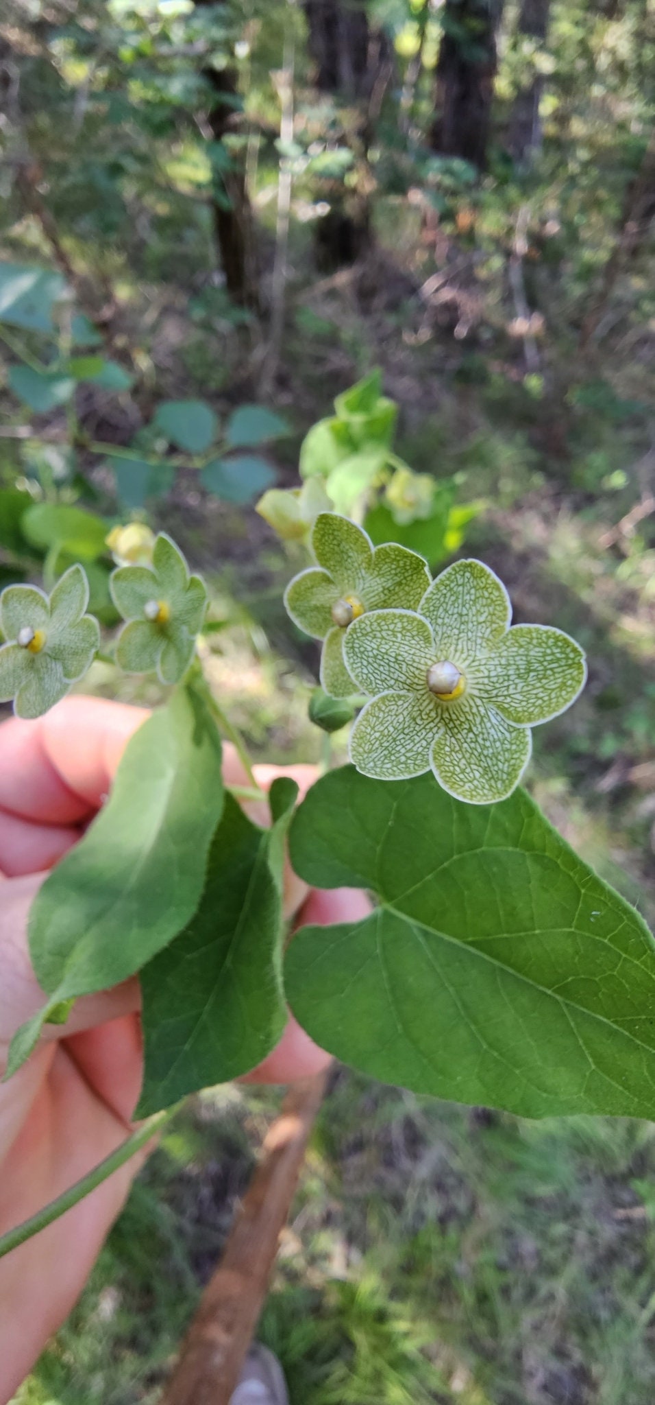 Pearl Milkweed Vine Native Seeds (Matelea reticulata)