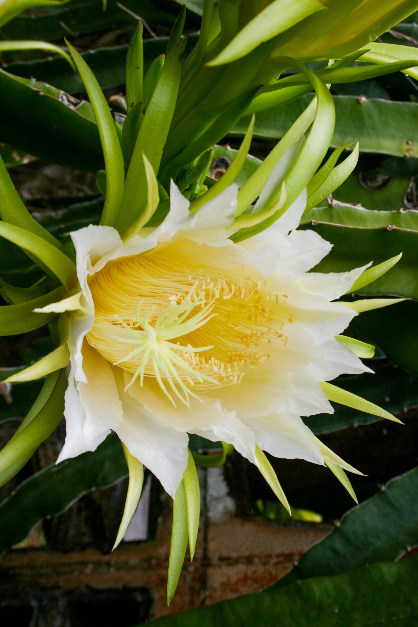 Gold Dragonfruit (Hylocereus megalanthus)
