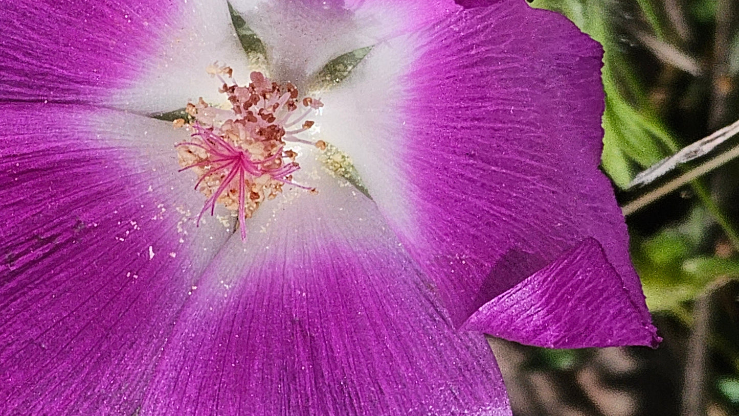 Tall Poppy Mallow Native Seeds (Callirhoe leiocarpa)