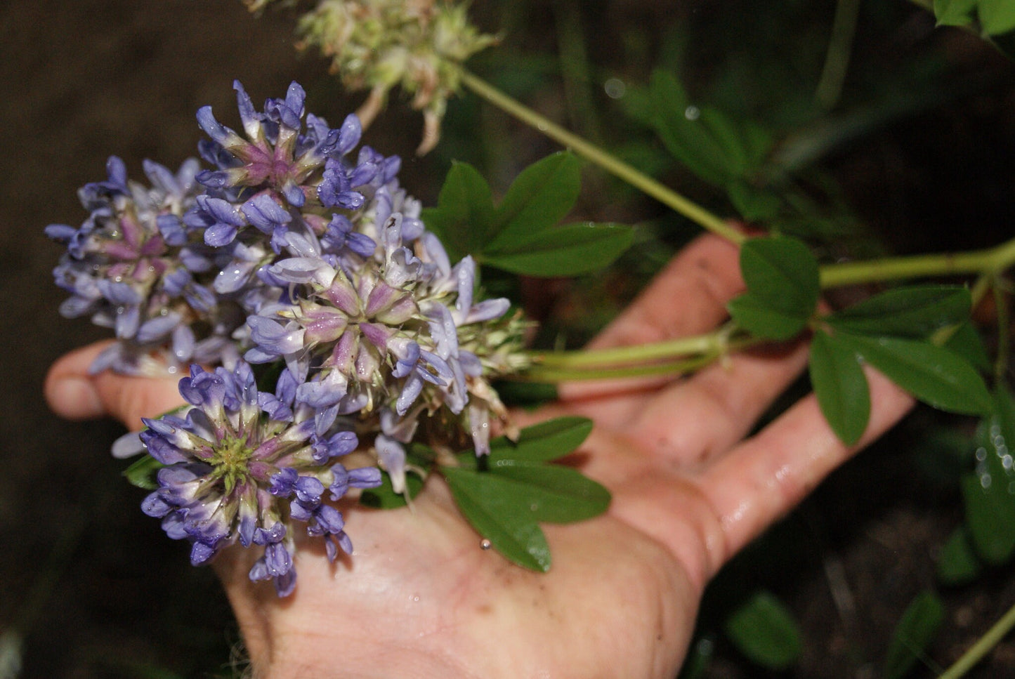 Largebract Indian Breadroot Rare Seeds (Pediomelum cuspidatum)