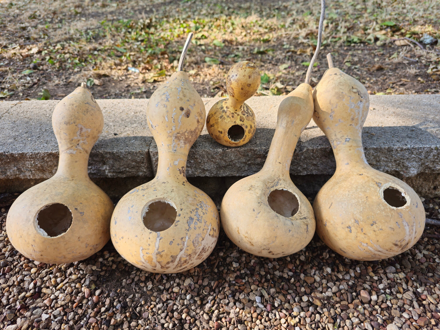 Birdhouse Gourd Seeds