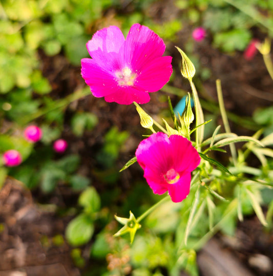 Tall Poppy Mallow (Callirhoe leiocarpa)