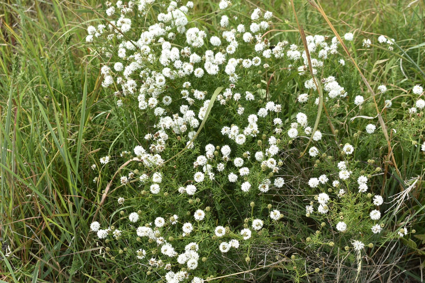 Roundhead Prairie Clover Native Seeds (Dalea multiflora)