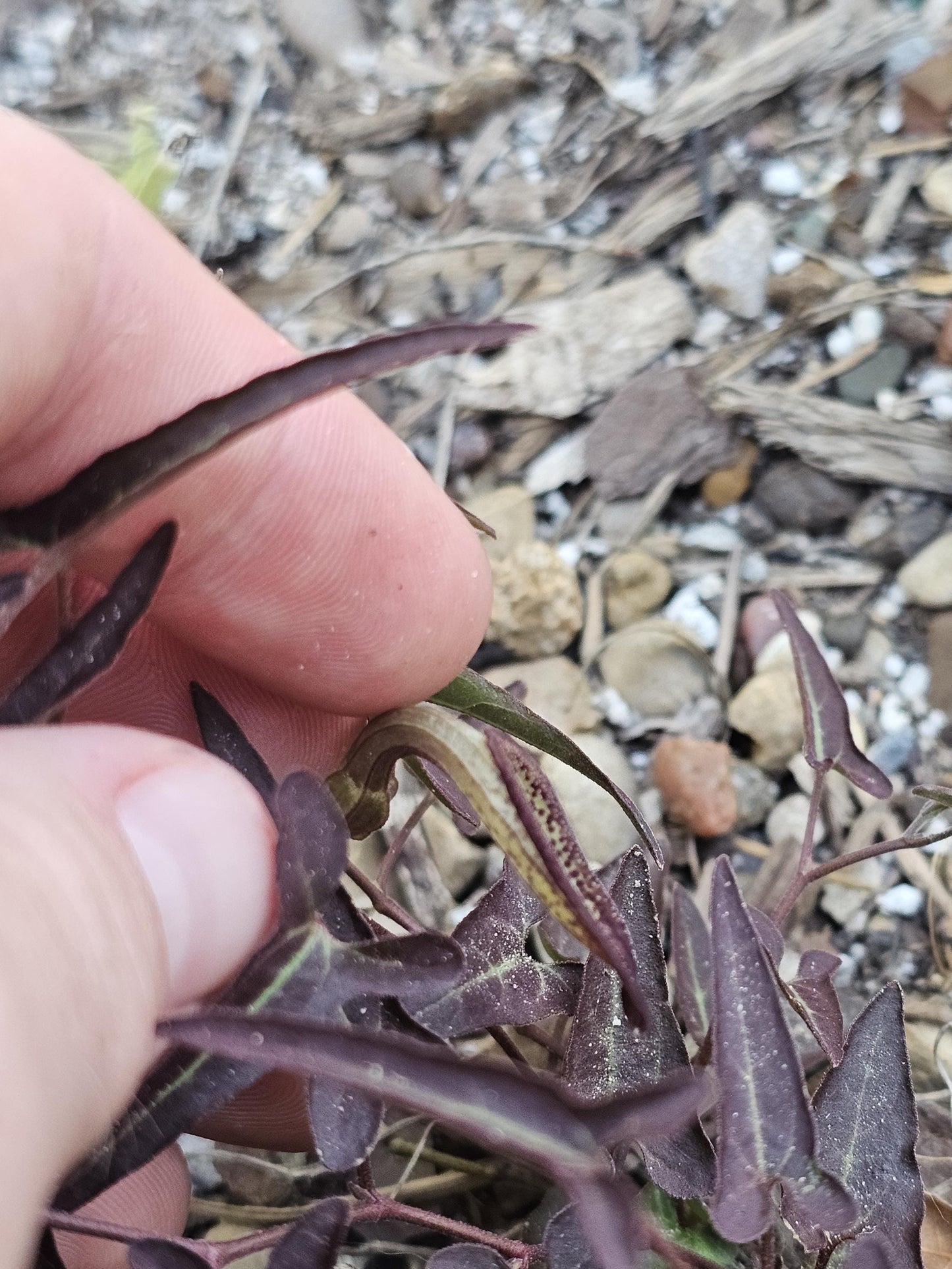 Desert Dutchman's Pipevine (Aristolochia watsonii)