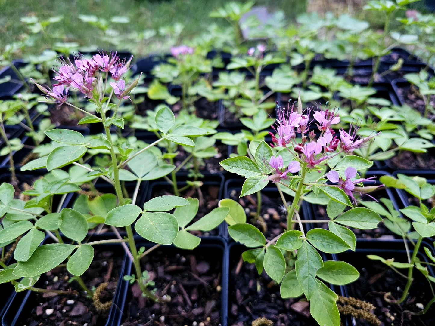 Red Whisker Clammyweed Native Seeds (Polanisia dodecandra)