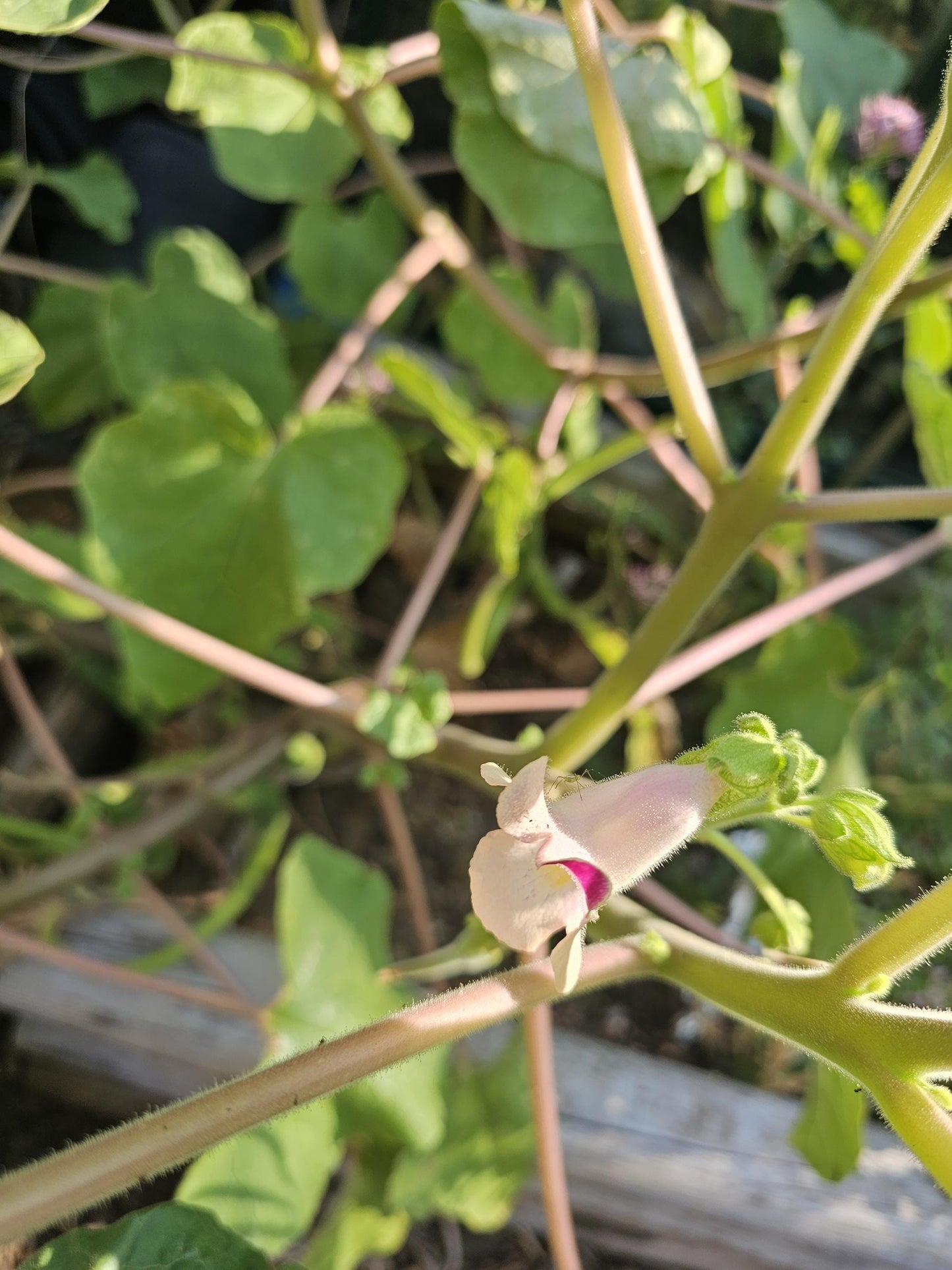 Tohono O'odham Devil's Claw Native Seeds (Proboscidea parviflora)