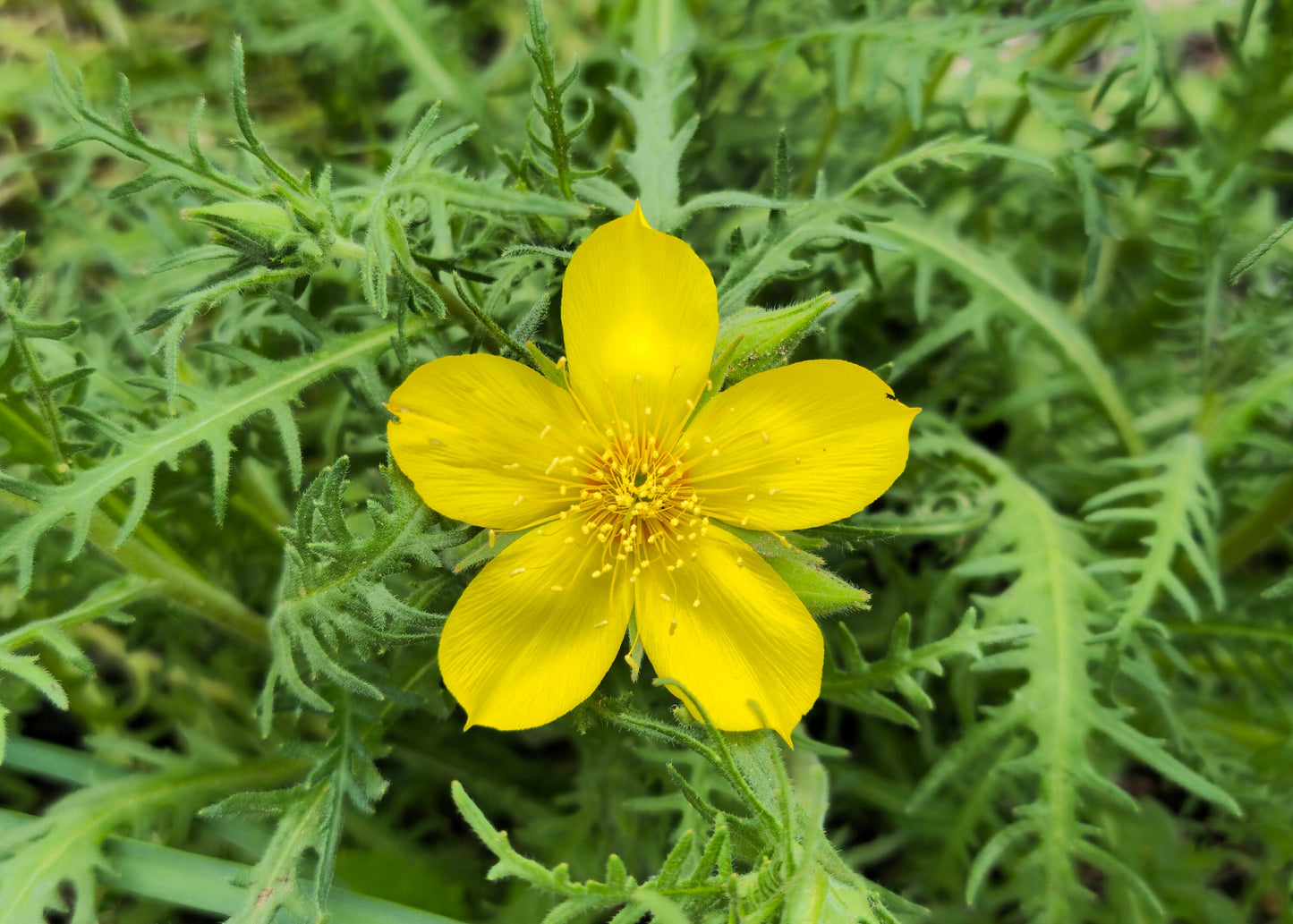 Desert Blazing Star Native Seeds (Mentzelia lindleyi)