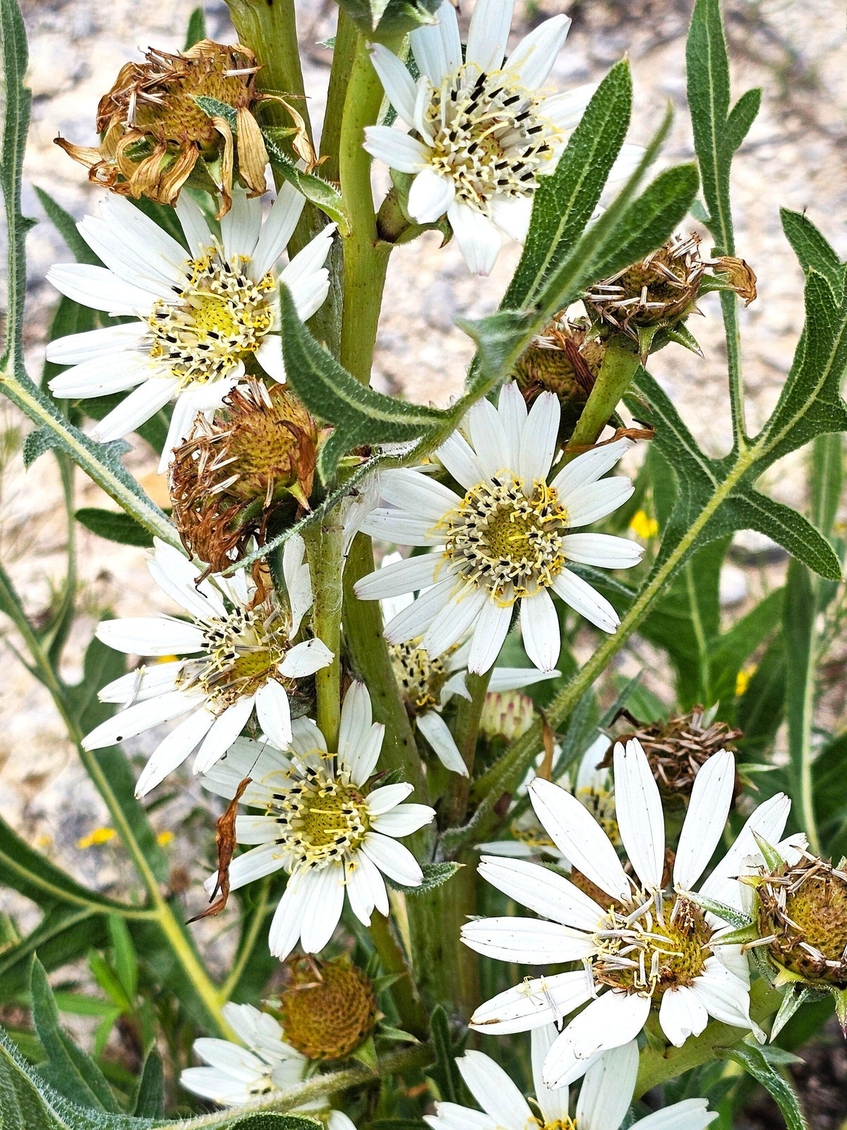 Texas White Rosinweed Native Seeds (Silphium albiflorum)