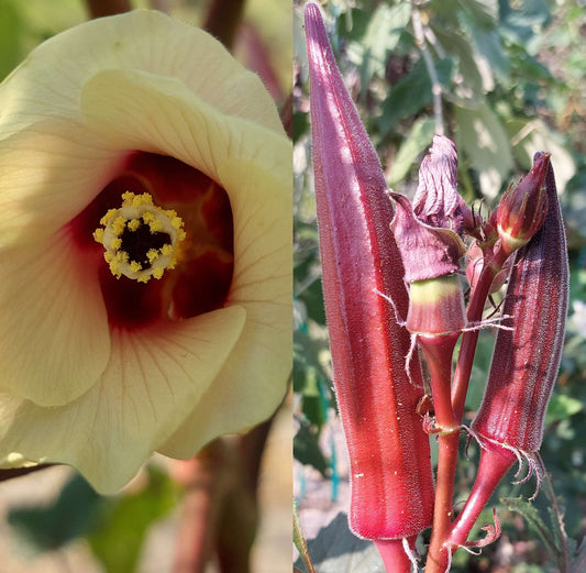 Jing Orange Okra
