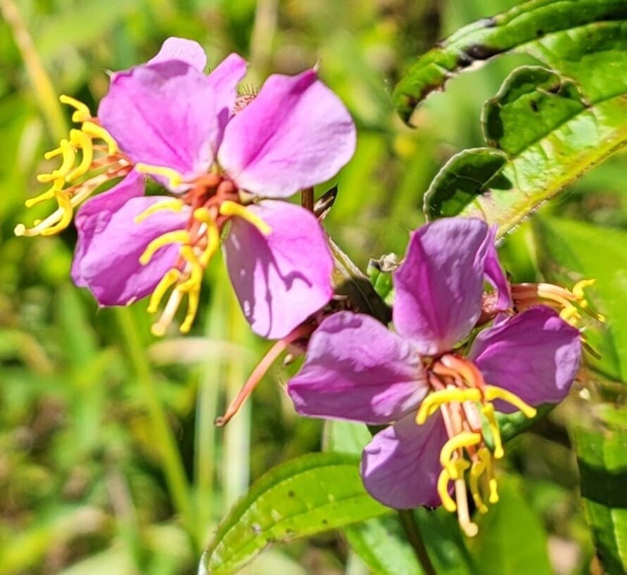 Meadow Beauty Native Seeds (Rhexia virginica)