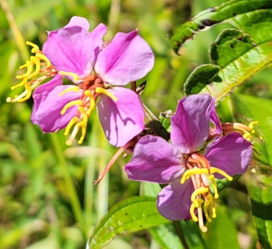 Meadow Beauty Native Seeds (Rhexia virginica)