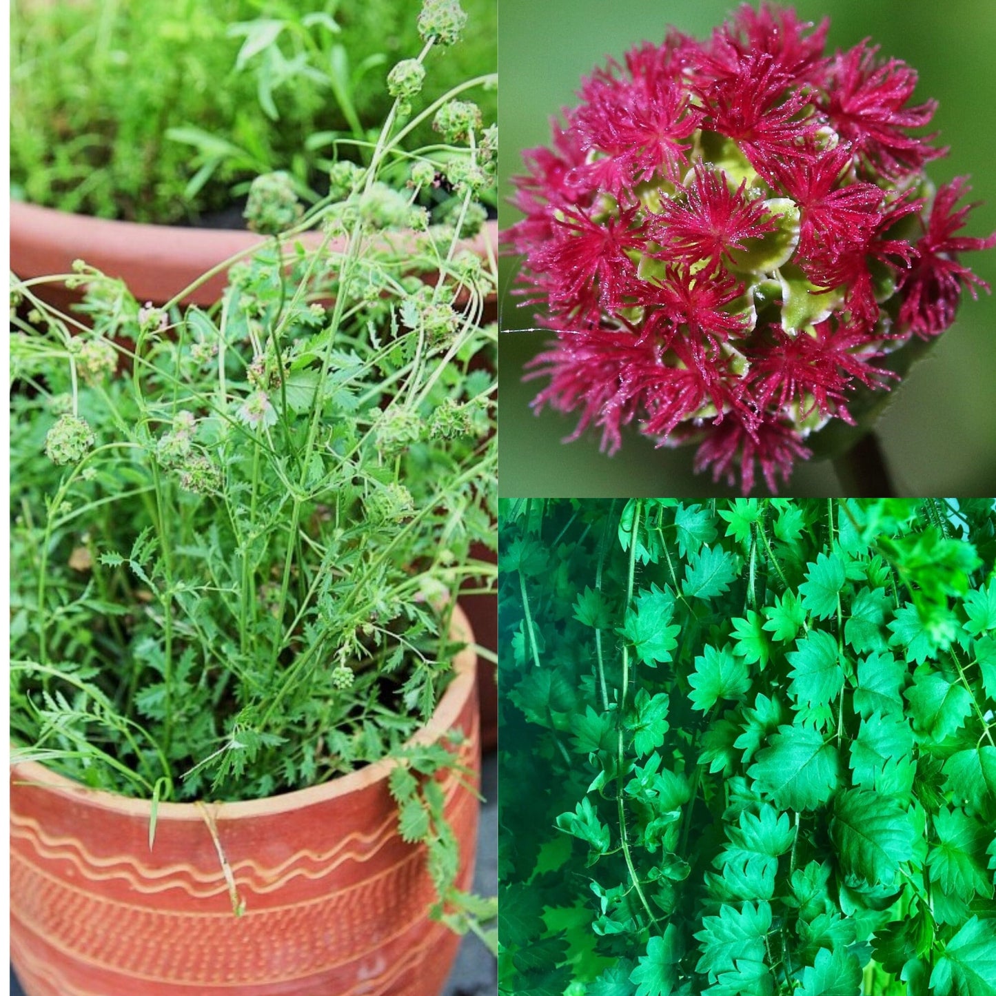 Sanguisorba Burnet Herb Seeds (Sanguisorba minor)