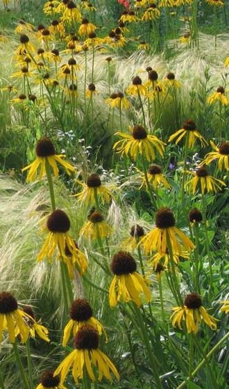 Bush's Coneflower Native Seeds (Echinacea paradoxa)
