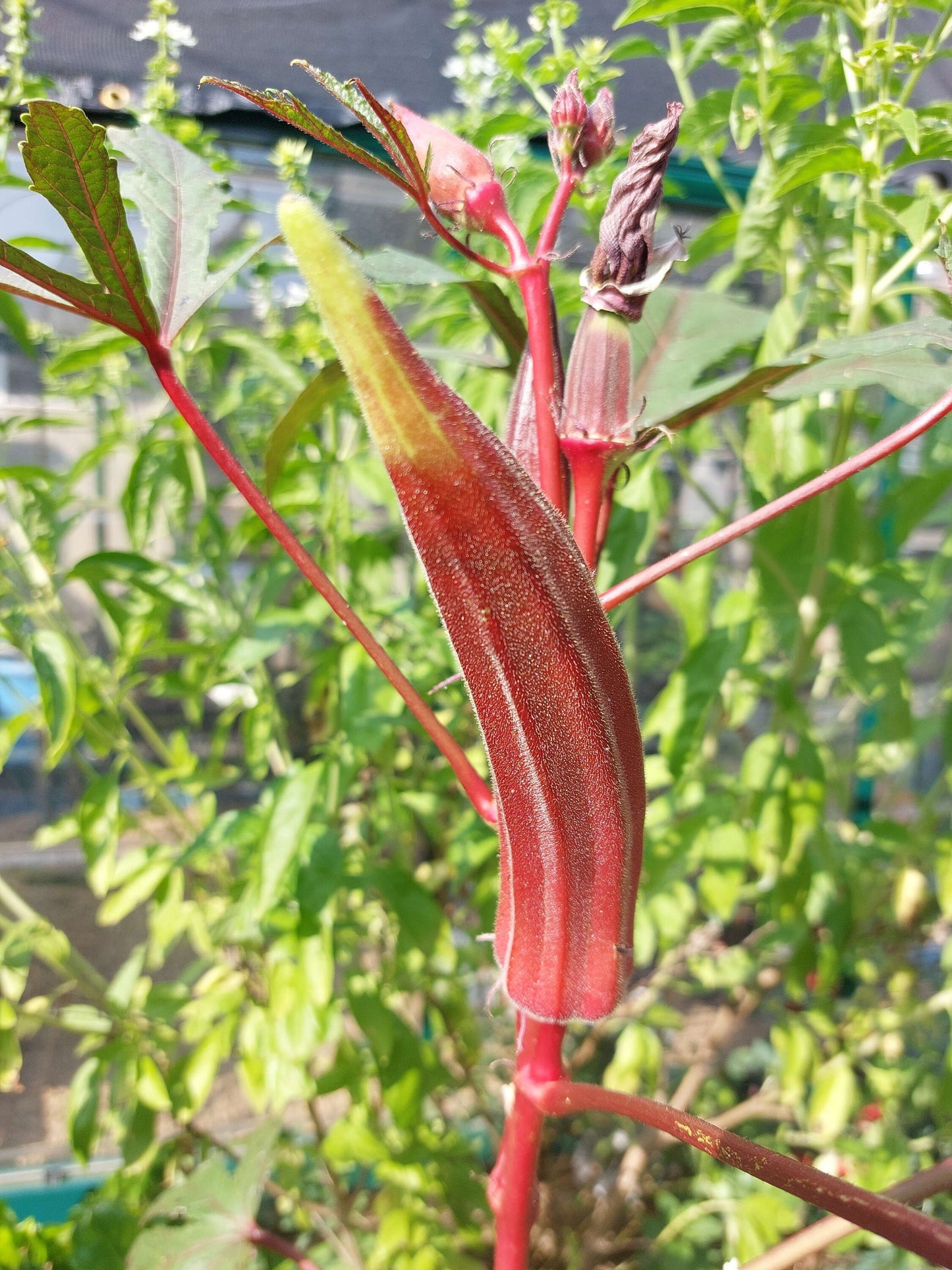 Jing Orange Okra