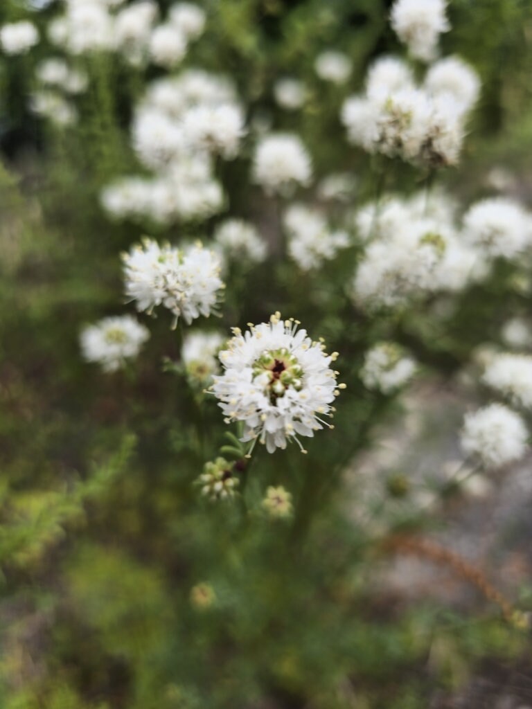 Roundhead Prairie Clover Native Seeds (Dalea multiflora)