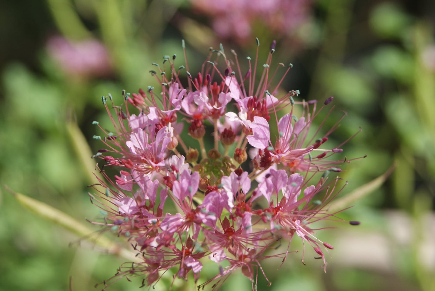 Red Whisker Clammyweed Native Seeds (Polanisia dodecandra)