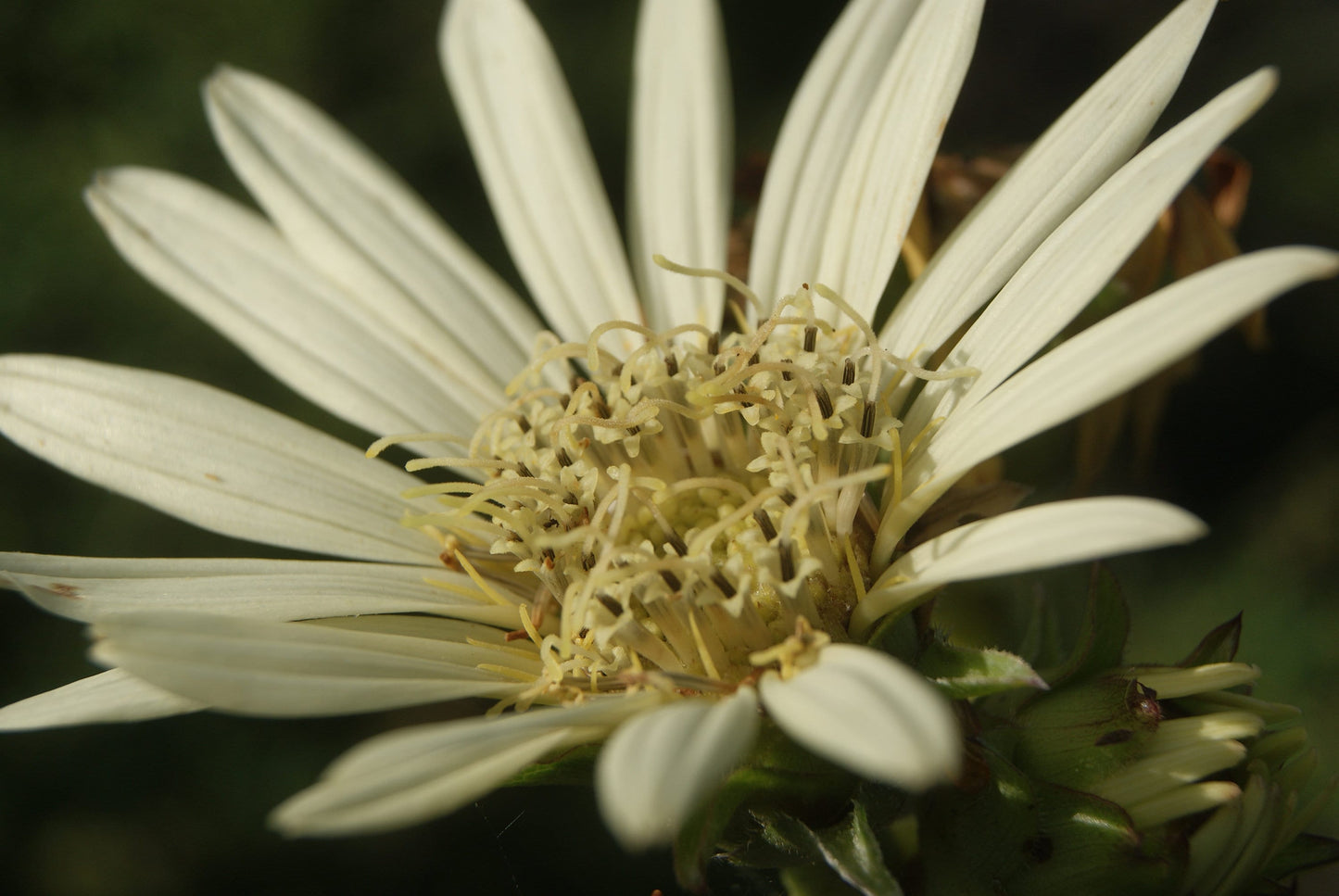 Texas White Rosinweed Native Seeds (Silphium albiflorum)
