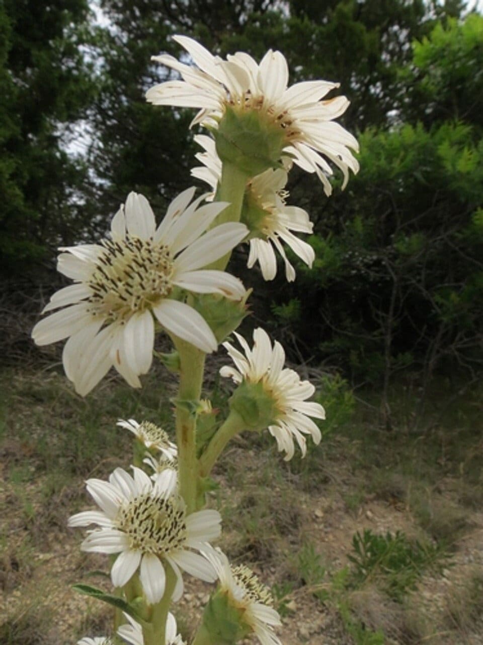 Texas White Rosinweed Native Seeds (Silphium albiflorum)