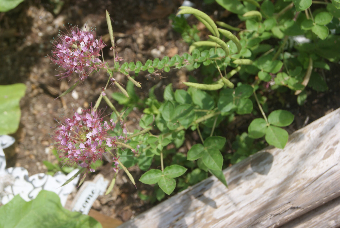 Red Whisker Clammyweed Native Seeds (Polanisia dodecandra)