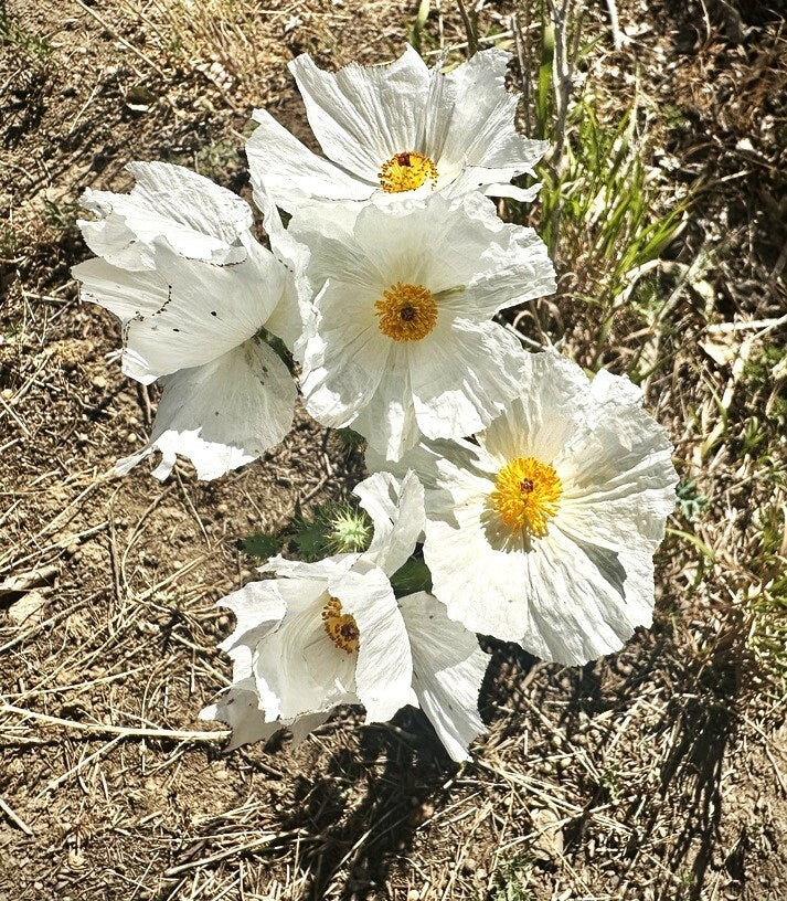 White Prickly Poppy Native Seeds (Argemone albiflora)