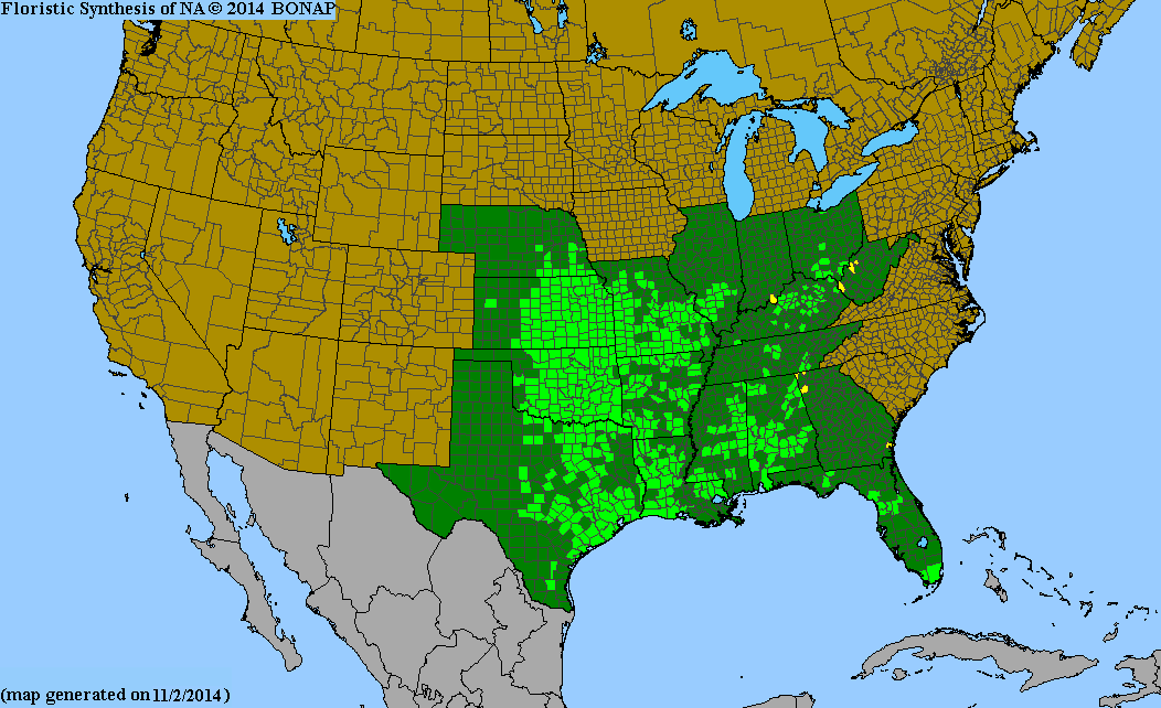 Green Milkweed Native Seeds (Asclepias viridis) Spider Milkweed. Green-flowered Milkweed, Monarch Butterfly Host Plant