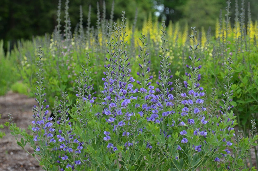 Dwarf Blue Indigo Live Plants (Baptisia australis var. minor)