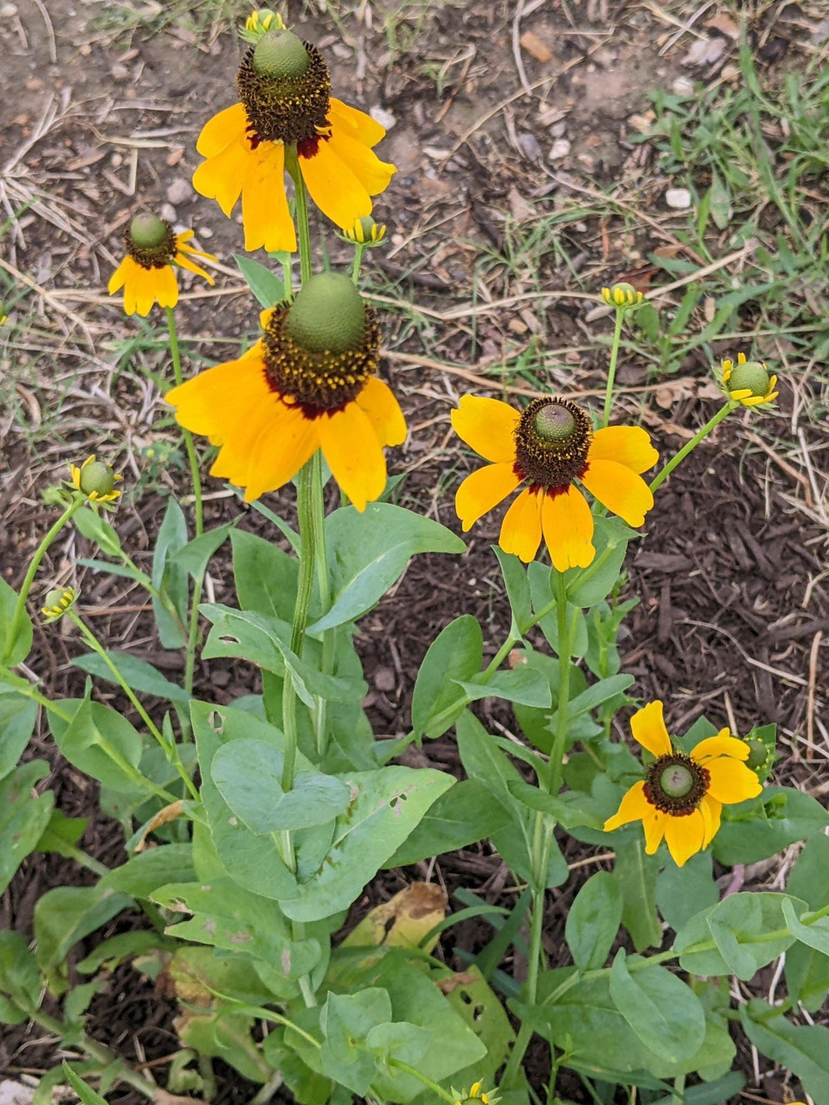 Yellow Clasping coneflower (Dracopis amplexicaulis) with dark brown centers and green buds growing in mulch outdoors.