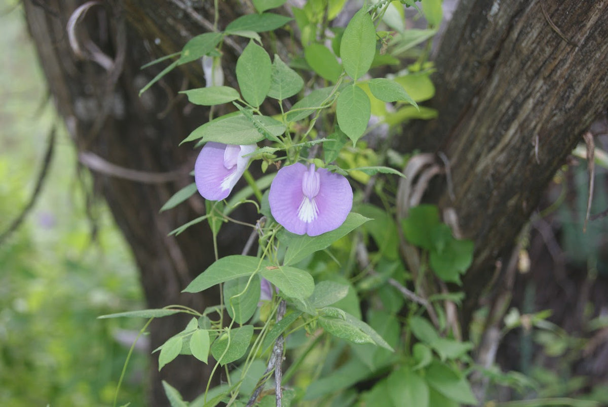 Purple butterfly pea flowers with green leaves growing along a tree trunk in a natural outdoor setting.