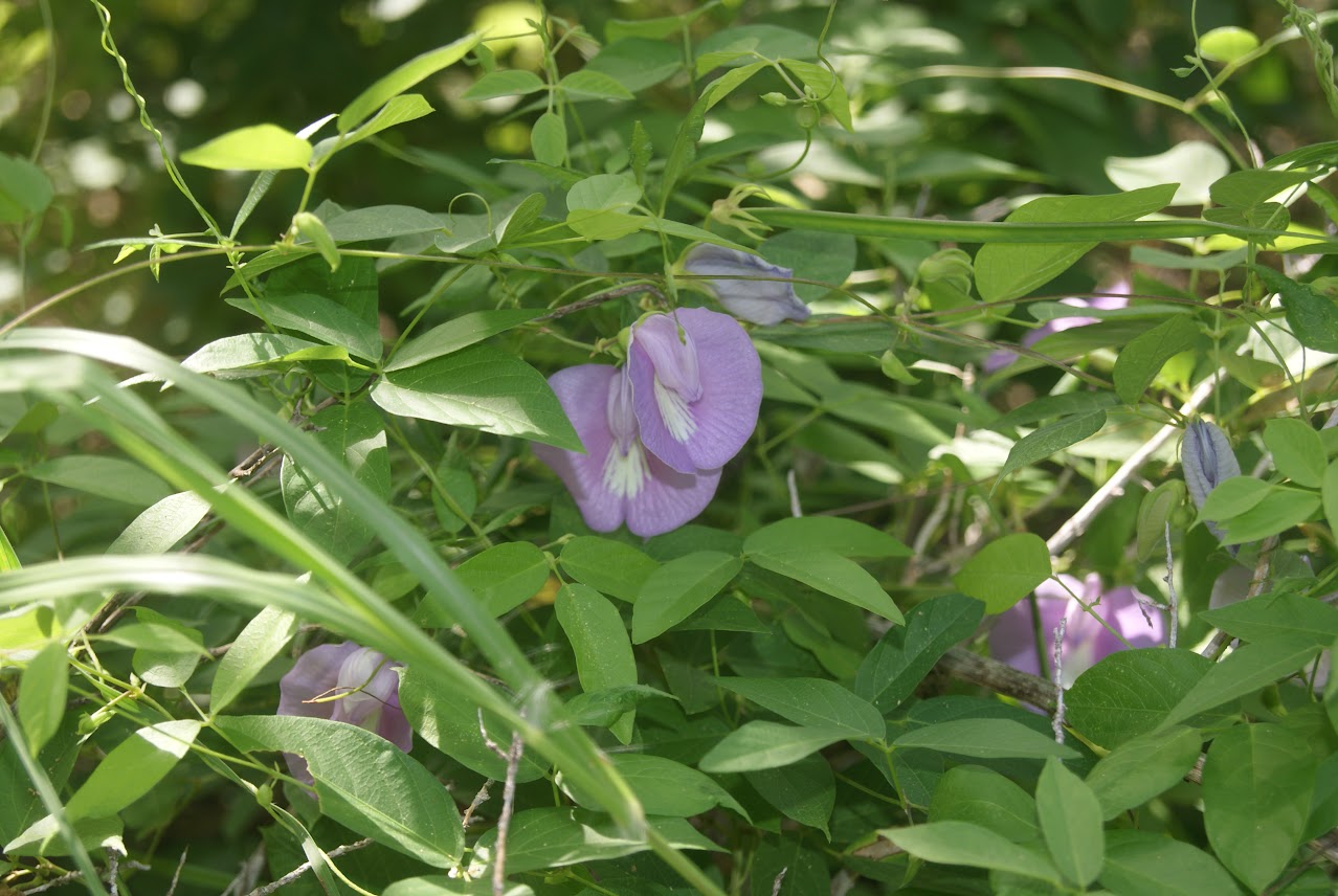 Purple butterfly pea flowers blooming among lush green leaves and vines in a natural outdoor setting.