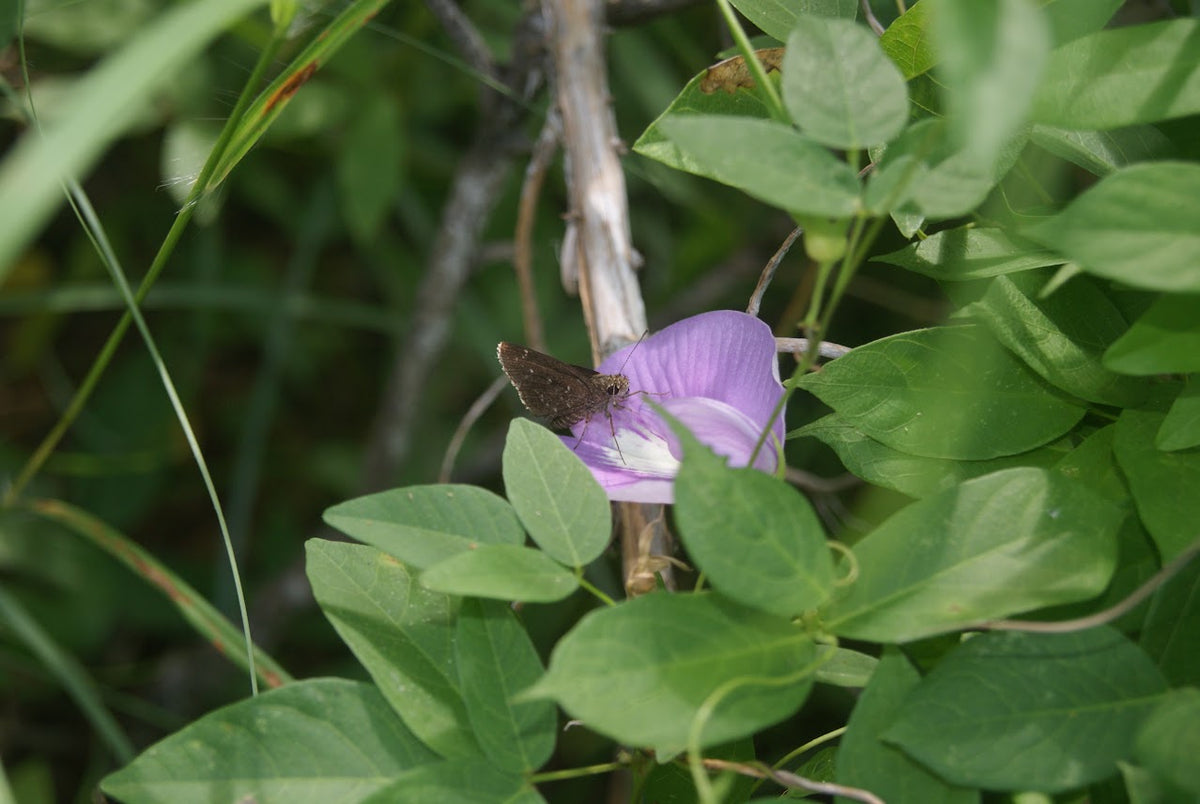 A small brown butterfly perched on a light purple flower among green leaves and branches in a natural outdoor setting.