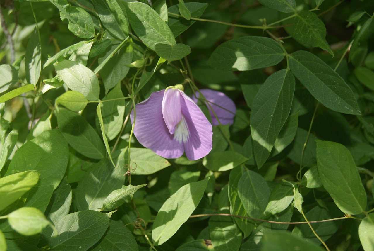 A single light purple butterfly pea flower with a white center nestled among lush green leaves.