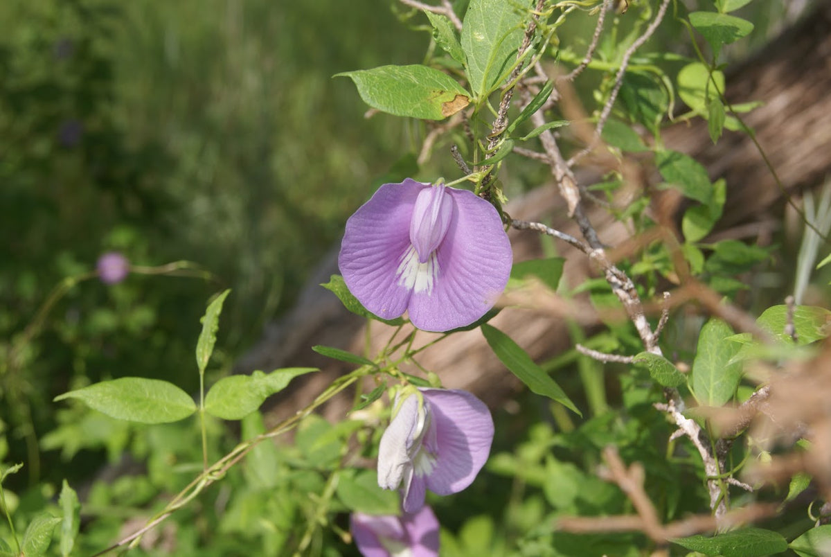 A close-up of a purple butterfly pea flower with green leaves and vines in a natural outdoor setting.