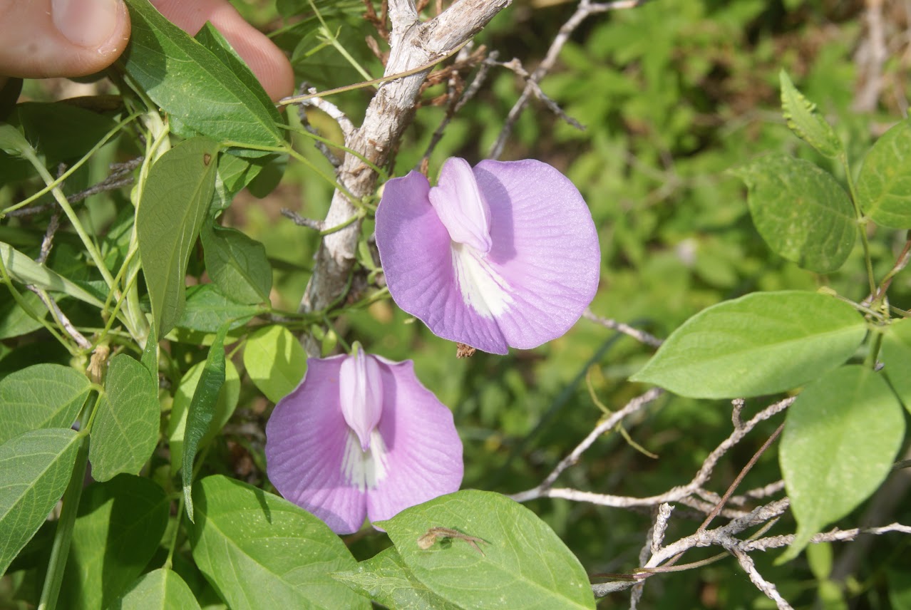 Two light purple butterfly pea flowers with white centers growing among green leaves and twigs outdoors, with a finger visible at the top left.