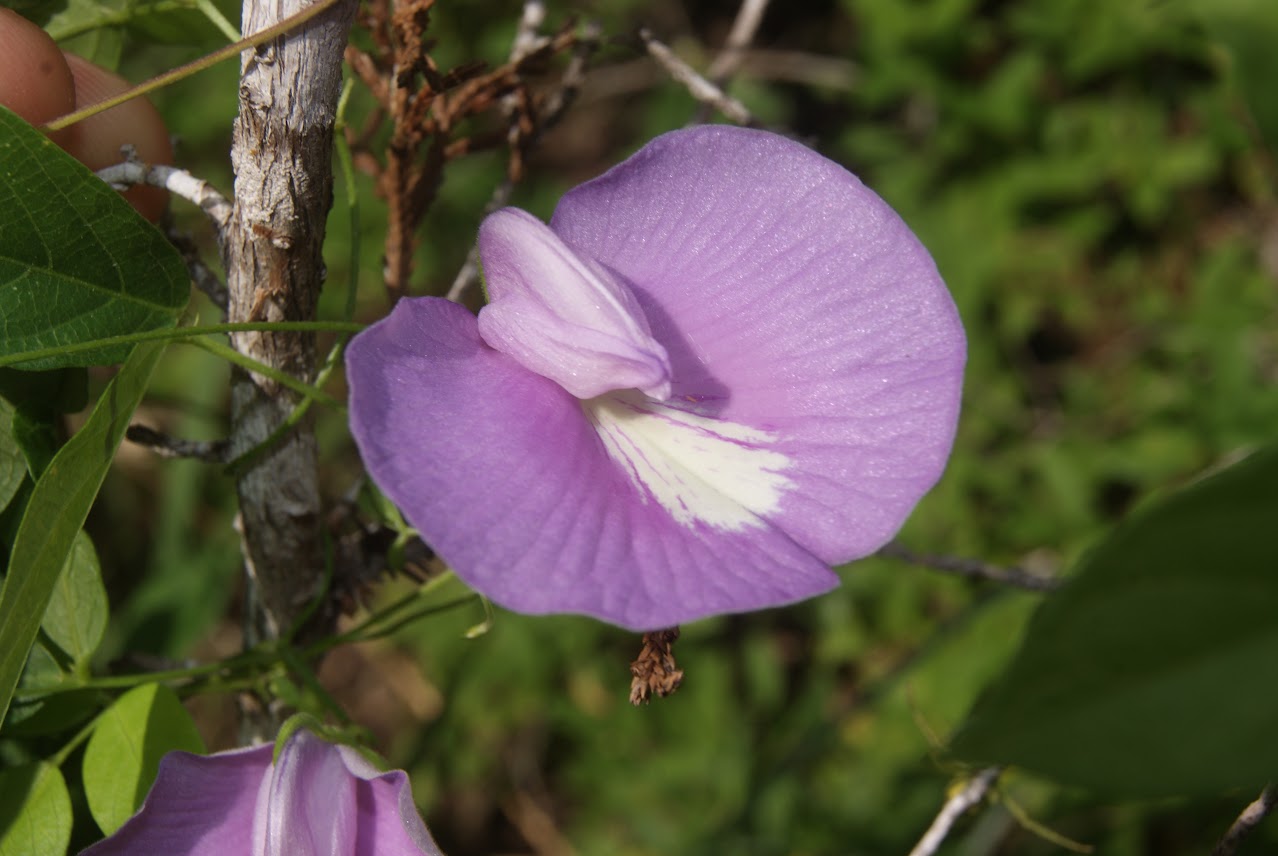 A close-up of a purple butterfly pea flower with a white center, growing on a vine with green leaves and a textured branch in a natural outdoor setting.