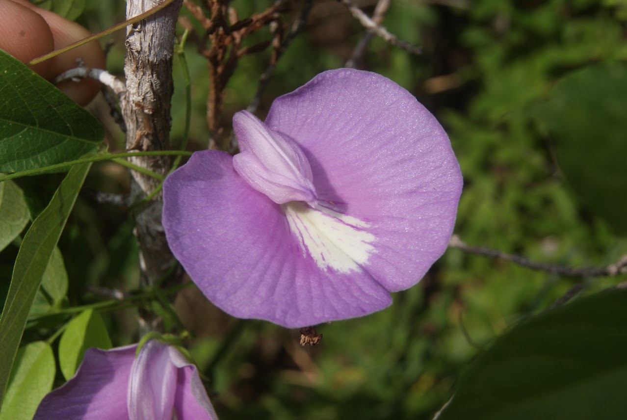 A close-up of a purple butterfly pea flower with a white center, growing on a tree branch with green leaves and branches in the background.