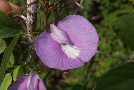 A close-up of a purple butterfly pea flower with a white center, growing on a tree branch with green leaves and branches in the background.
