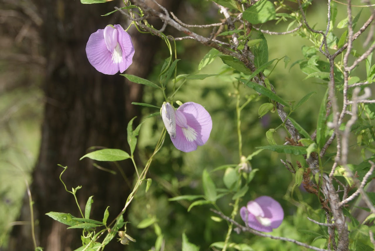 Purple butterfly pea flowers with green leaves growing on a vine in a natural outdoor setting with a blurred tree trunk in the background.
