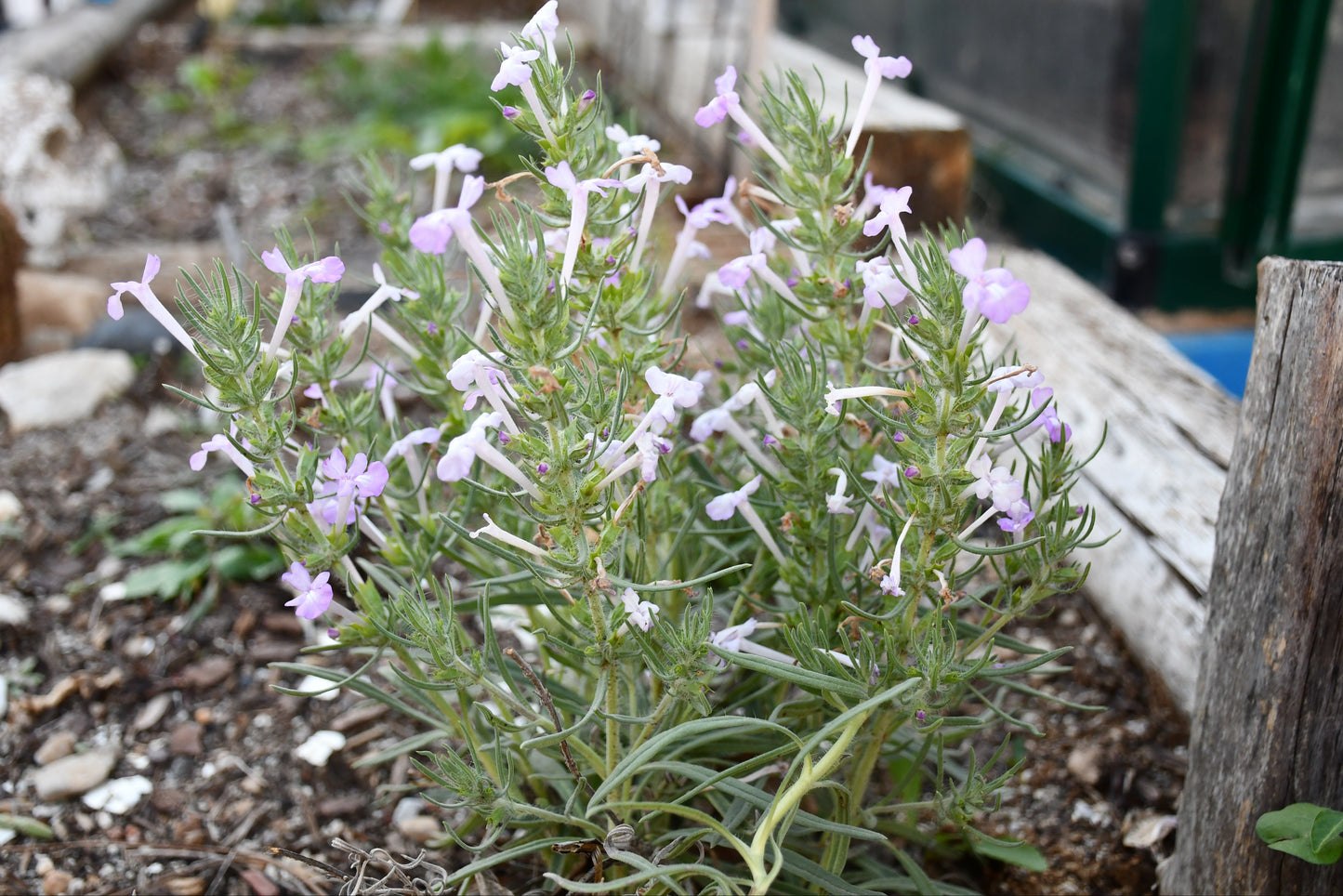 Clustered Sage Rare Seeds (Salvia whitehousei)